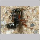 Oxybelus sp - Fliegenspiesswespe 02b falsche Paarung - OS-Wallenhorst-Tongrube-Lehmwiese.jpg